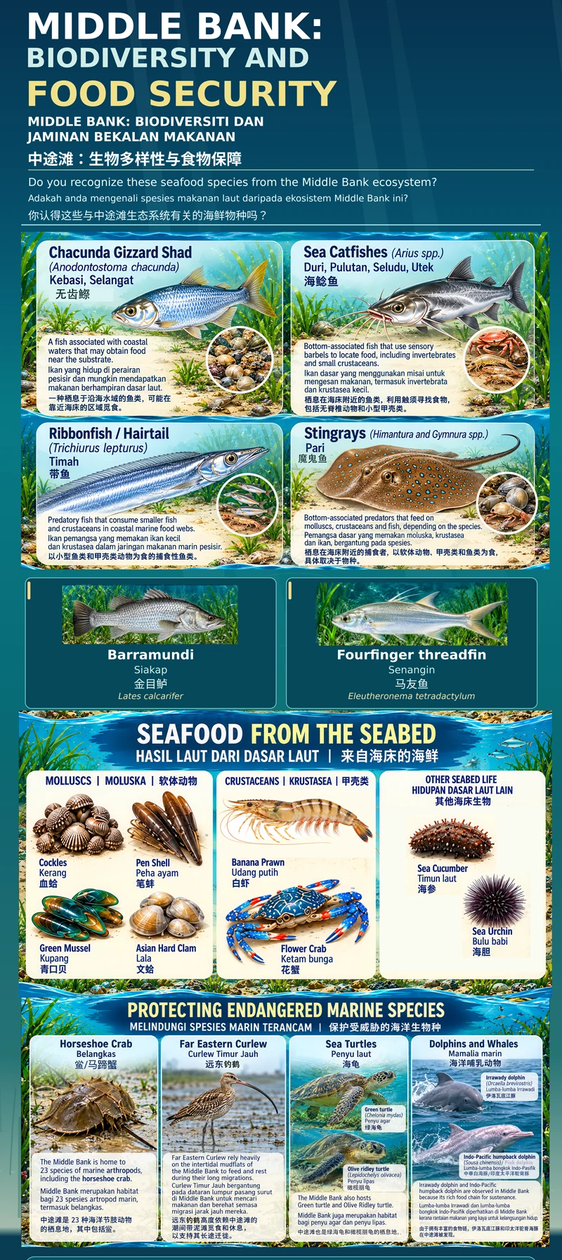 AI-generated trilingual infographic titled “Middle Bank: Biodiversity and Food Security”, showing fish, molluscs, prawns and crabs, with a separate conservation panel for horseshoe crabs, a curlew, turtles, dolphins and whales.