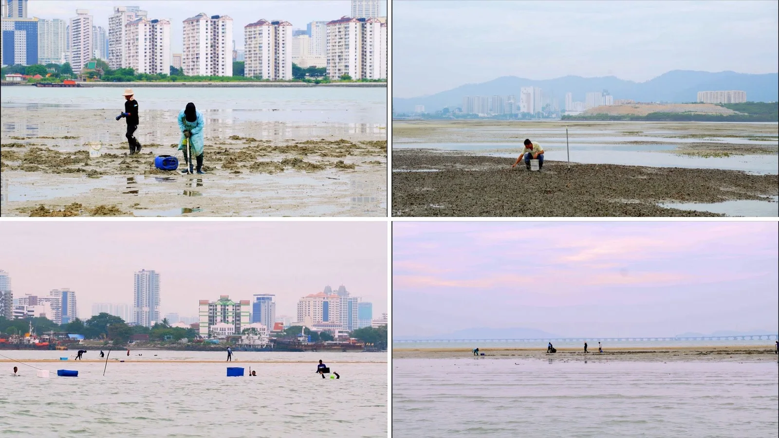 Four-image collage of people on exposed coastal flats and in shallow water, with containers and waterfront buildings in the background.