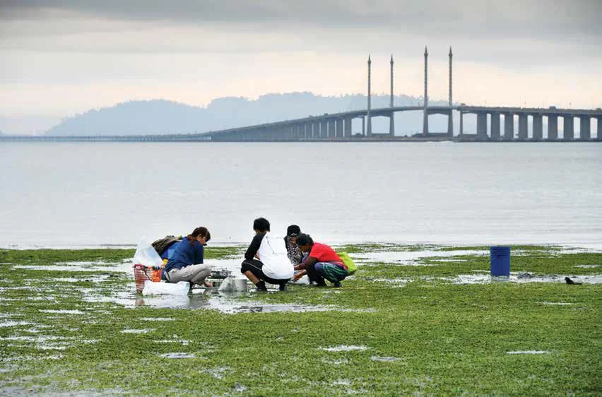 Several people crouching among exposed green coastal vegetation, with containers nearby and a bridge in the distance.