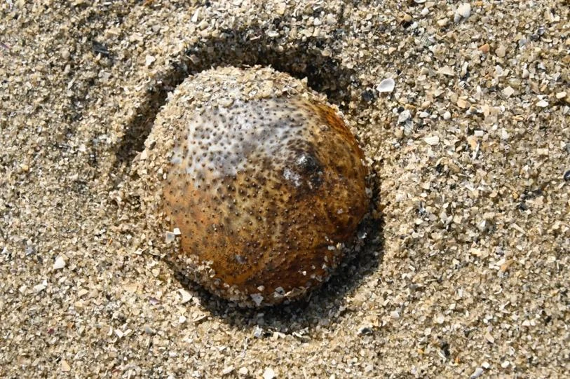 The rounded sea cucumber Euthyonidiella zulfigaris partly covered in sand on the seabed.