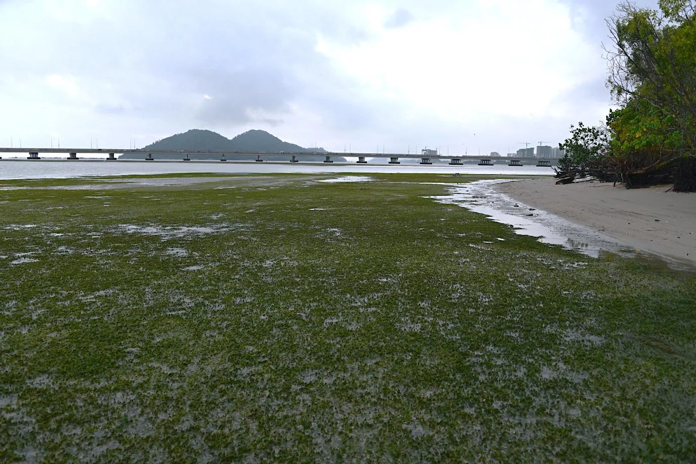 Green Halophila seagrass exposed around Pulau Gazumbo at low tide, with the first Penang Bridge in the distance.