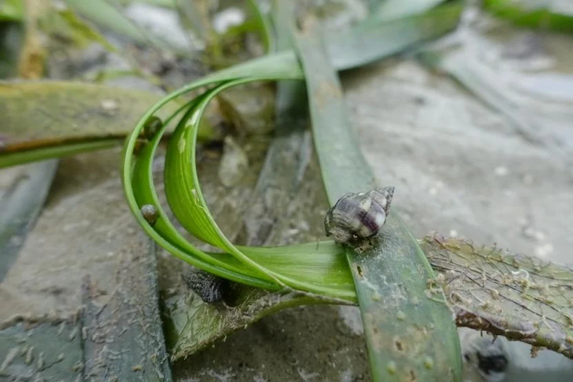 A mud whelk resting on an exposed green seagrass blade above wet sediment.