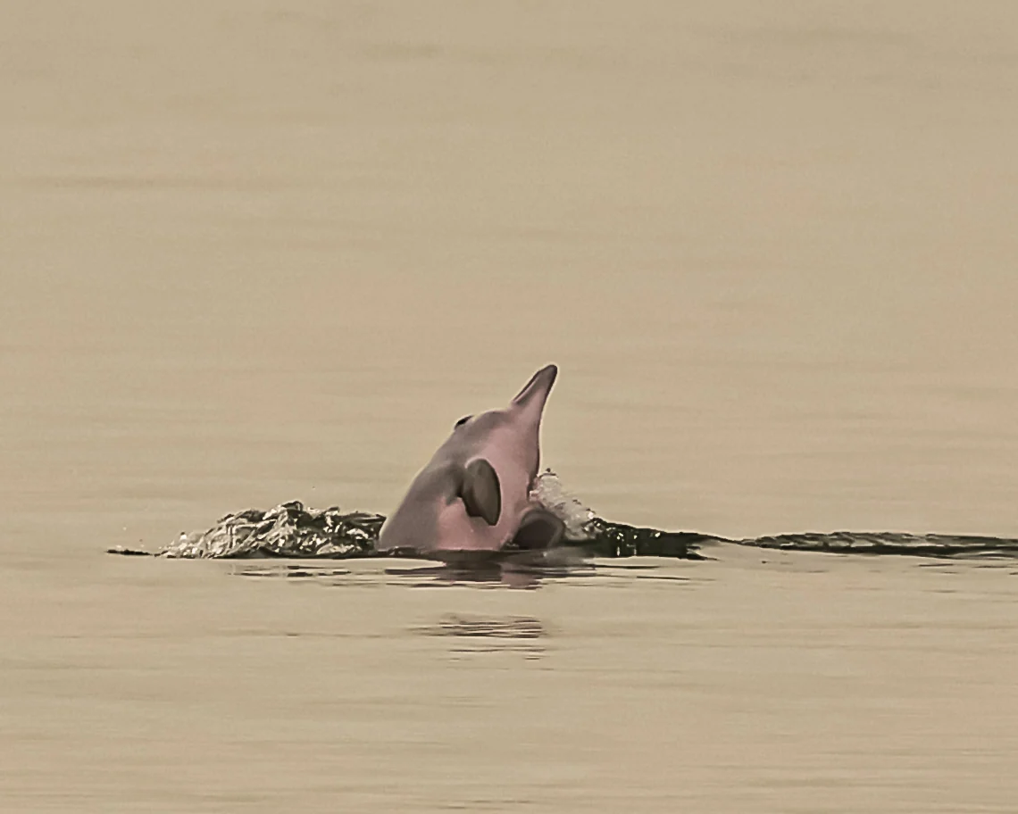 Dolphin at the water’s surface; supplied as an Indo-Pacific humpback dolphin sighting off Karpal Singh Drive, Penang.